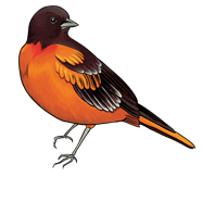 Bird Food